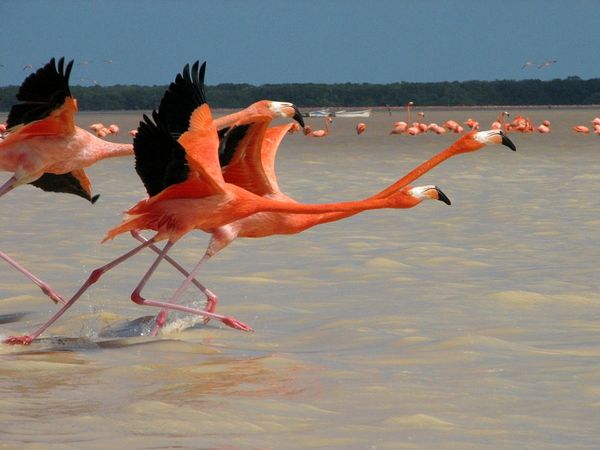 Part II: Improve Your Breaststroke Kick Speed