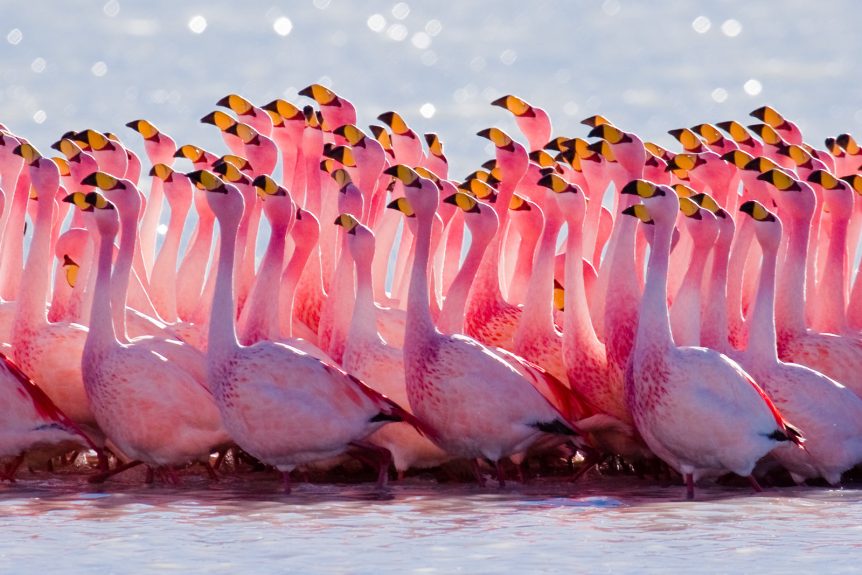 What Does a Flamingo and a Breaststroke Kick have in Common?